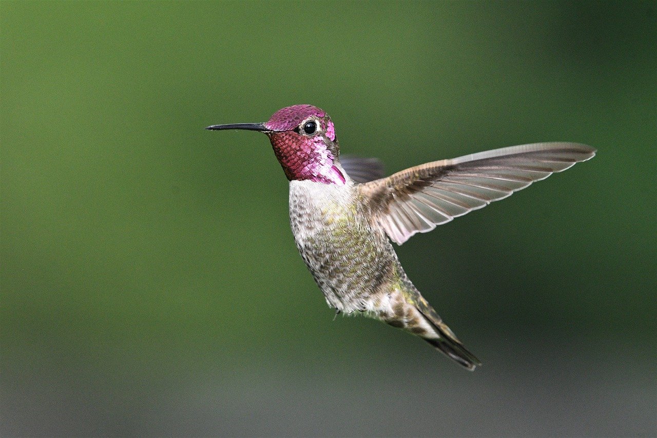 How to Draw a Hummingbird: Step-By-Step Guide